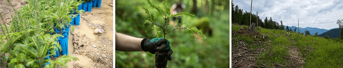 Klimaschutzprojekt Waldschutz Kolumbien